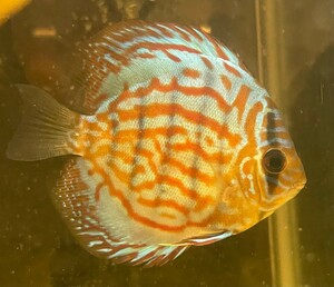  red Royal discus van kok production approximately 10cm next day arrival Area limitation! as for distant place persons consult please!