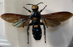 ボルネオのツチバチ雌雄ペア展翅