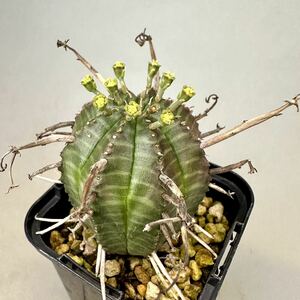 ユーフォルビア バリダ Euphorbia valida ♂ オス 雄株 コーデックス 塊根植物 多肉植物 実生