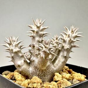 マンドリツァラ × デンシフローラム 実生 Pachypodium hyb ハイブリッド パキポディウム コーデックス 塊根植物 グラキリス 