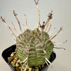 ユーフォルビア バリダ Euphorbia valida メス ♀ 雌株 コーデックス 塊根植物 多肉植物 実生 