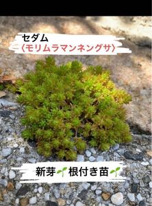 セダム【モリムラマンネングサ・新芽・根付き苗】鉢植え　寄せ植え　グランドカバー　緑化　芝生　ローメンテ　グリーンカーペット　多肉