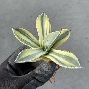Uncle Sam - アガベ パリー トルンカーター オリザバ / Agave parryi var. truncata Orizaba special variegation