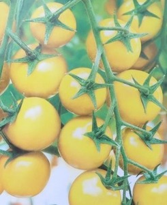 種★ミニトマト 黄色　10粒☆同梱可☆