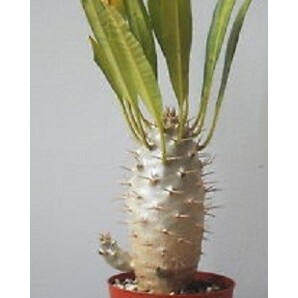 【種子】パキポディウム・フィヘレネンセ Pachypodium lamerei var. fiherenense 種子10粒【送料無料】の画像1