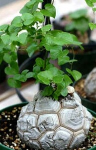 【種子】ディオスコレア・エレファンティペス (亀甲竜)　Dioscorea elephantipes 種子10粒【送料無料】