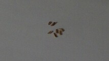 【種子】パキポディウム・ブレビカウレ(恵比寿笑い)　Pachypodium brevicaule 種子5粒【送料無料】_画像2