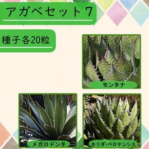 [ seeds ] agave SET7 3 kind 20 bead all 60 bead [ free shipping ]