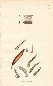 170年以上前　アンティークボタニカルアート　イギリス　サワビー　コケ　こけ　苔　銅版画手彩色