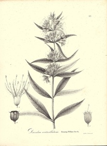 大き目　1840年代　アンティークボタニカルアート　ニューヨーク植物誌　ミソハギ科　スワンプウィロ－ハーブ
