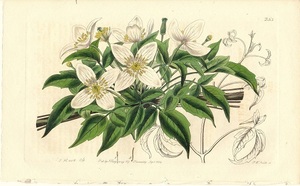 1830年代　アンティークボタニカルアート　イギリス　クレマチスモンタナ　Clematis　銅版画手彩色