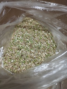 鳥の餌　令和5年産はえぬきのくず米（極小粒、未熟青米）1.8Kg送料無料です