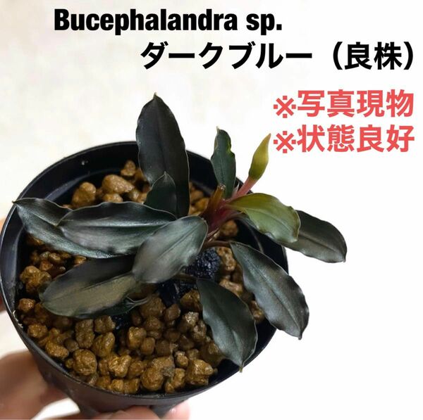 ◆ブセファランドラダークブルー　#ブセさかな屋　Bucephalandra Bucephalandra ブセファランドラ 水草