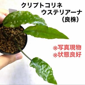 ◆クリプトコリネ・ウステリアーナ #クリプトさかな屋 Cryptocoryne