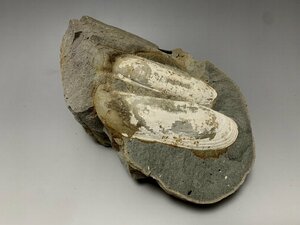 [4] 化石収集家放出品。貝の化石・重さ2.1Kg。マニア必見!