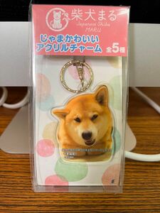 柴犬まる　じゃまかわいいアクリルチャーム アクリルキーホルダー