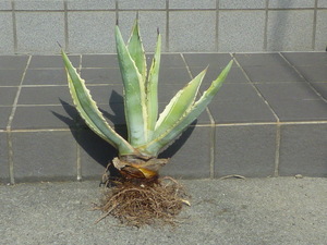 アガベ アメリカーナ Agave americana var. margiana　竜舌蘭　黄覆輪