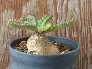 ユーフォルビア ステラータ　Euphorbia stellata　飛竜　実生苗　ユーホルビア　塊根