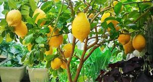 レモン苗　サイパン　実がよく付き　アゲハ蝶餌　完全無農薬　ポットごと宅急便発送