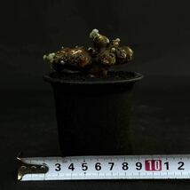 Monsonia multifida (Sarcocaulon multifidum) ③ / モンソニア ムルチフィダ (サルコカウロン ムルチフィズム) 【発根済】 / ペニクリナム_画像8