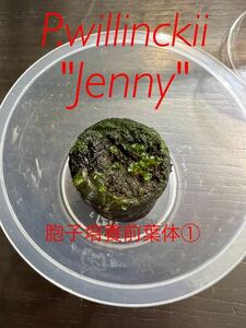 P.willinckii Jenny胞子培養前葉体①