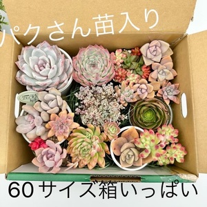 F041【匿名配送】多肉60サイズ箱いっぱいセット　パクさん苗　寄せ植え　詰め合わせ　多肉植物　セダム　エケベリア　色々　アエオニウム