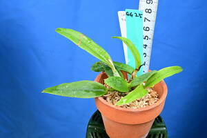 GG-25　C. schilleriana albescens x sib.　('Lh' x 'DSC08')　洋蘭 原種 カトレア　(R6.0218-GG) 