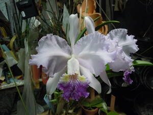 GG-1　C. lueddemanniana coerulea 'Morumbi' (OG)　洋蘭 原種 カトレア　(R6.0218-GG) 