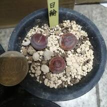 メセン　リトープス　３鉢セット　紫日輪　富貴　アルビニカ_画像2