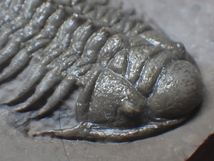 巣穴モロッコ　希少異種2体乗りプレート　三葉虫化石0202_画像6