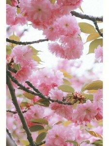 「桜」１円画像即決
