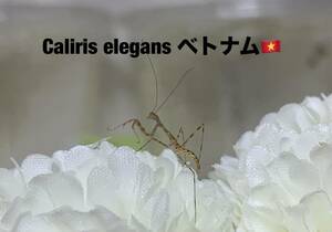 Caliris elegans ベトナム産　　初令幼虫7匹セット　カリリスエレガンス　カマキリ　※サービスあり　※保証あり　カマキリ株式会社