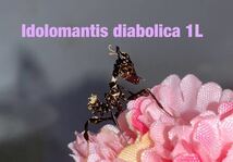 増量♪ Idolomantis diabolica タンザニア産　　初令8匹セット　ニセハナマオウ　カマキリ　※サービスあり　※保証あり　カマキリ株式会社_画像1