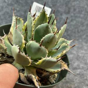 【鉢ごと発送】アガベ ポタトルム 吉祥冠錦 / agave potatorum ‘Kissho Kan’ variegata / 5号鉢 /M24-1-19-15