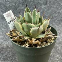 【鉢ごと発送】アガベ ポタトルム 吉祥冠錦 / agave potatorum ‘Kissho Kan’ variegata / 5号鉢 /M24-1-30-01_画像6