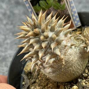 【鉢ごと発送】パキポディウム・恵比寿大黒 /Pachypodium ‘Densicaule’/3.5号鉢/塊根・多肉植物【現品】24-2-9-03