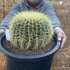 【鉢ごと発送】サボテンの王様！金色サボテン / 金鯱（キンシャチ）"Golden barrel cactus " / 12号 黒鉢【現品】M24-2-9-18