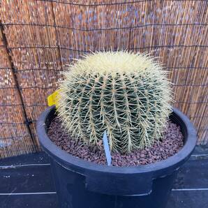 【鉢ごと発送】サボテンの王様！金色サボテン / 金鯱（キンシャチ）"Golden barrel cactus " / 12号 黒鉢【現品】M24-2-9-18の画像7