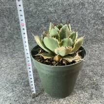 【鉢ごと発送】アガベ ポタトルム 吉祥冠錦 / agave potatorum ‘Kissho Kan’ variegata / 5号鉢t 【現品】M24-2-15-02_画像9