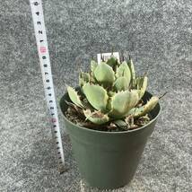 【鉢ごと発送】アガベ ポタトルム 吉祥冠錦 / agave potatorum ‘Kissho Kan’ variegata / 5号鉢t 【現品】M24-2-15-03_画像9