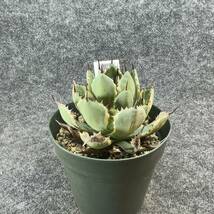 【鉢ごと発送】アガベ ポタトルム 吉祥冠錦 / agave potatorum ‘Kissho Kan’ variegata / 5号鉢t 【現品】M24-2-15-03_画像5