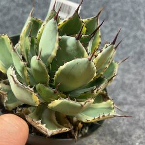 【鉢ごと発送】アガベ ポタトルム 吉祥冠錦 / agave potatorum ‘Kissho Kan’ variegata / 5号鉢t 【現品】M24-2-15-04