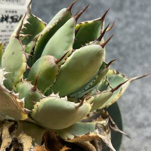 【鉢ごと発送】アガベ ポタトルム 吉祥冠錦 / agave potatorum ‘Kissho Kan’ variegata / 5号鉢t 【現品】M24-2-15-10