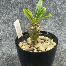 【鉢ごと発送】パキポディウム　ラモスム / Pachypodium lamerei var.ramosum/ 3.5号鉢 【現品】M24-2-15-13_画像7