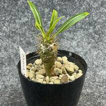 【鉢ごと発送】パキポディウム　ラモスム / Pachypodium lamerei var.ramosum/ 3.5号鉢 【現品】M24-2-15-13_画像8