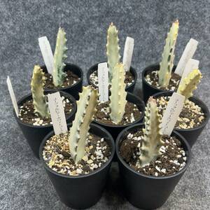 【8鉢まとめて発送】ユーフォルビア・ホワイトゴースト/Euphorbia lactea White Ghost/ 3.5号鉢 【現品】24-2-15-17