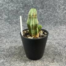 【鉢ごと発送】ユーフォルビア・ホリダ /Euphorbia Horrida/ 3.5号鉢 / 塊根・多肉植物【現品】24-2-15-22_画像7