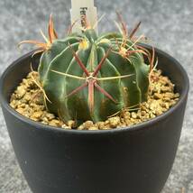 【鉢ごと発送】フェロカクタス　日の出丸 /Ferocactus latispinus/ 4号鉢 / サボテン・塊根・多肉植物【現品】24-2-21-15_画像5