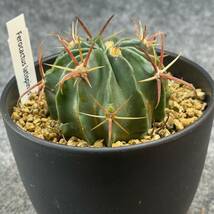 【鉢ごと発送】フェロカクタス　日の出丸 /Ferocactus latispinus/ 4号鉢 / サボテン・塊根・多肉植物【現品】24-2-21-15_画像6