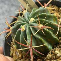 【鉢ごと発送】フェロカクタス　日の出丸 /Ferocactus latispinus/ 4号鉢 / サボテン・塊根・多肉植物【現品】24-2-21-15_画像1